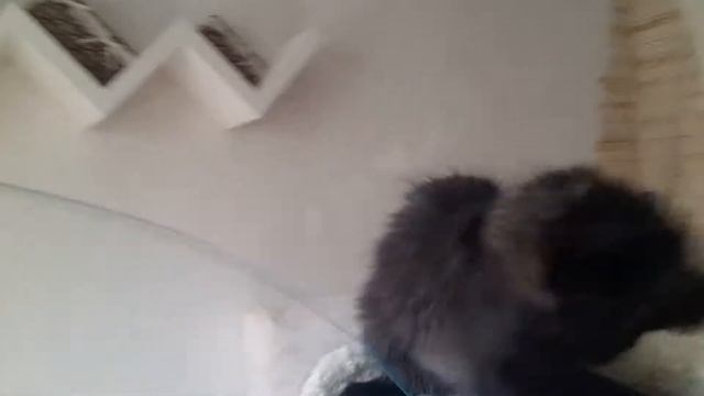 Черная солидная девочка котенок Мейн-Кун, 3,5 месяца, купить на сайте Мейн-Куны Москвы смотреть онлайн