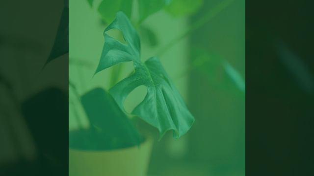 Музыка (Карантин) смотреть онлайн