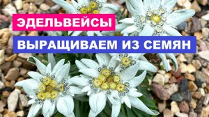 Эдельвейсы, выращиваем из семян