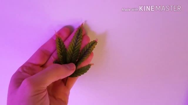 Noob Nugs' flower update day 36 of 12/12 смотреть онлайн