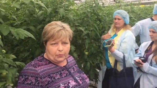 Чери томаты на гидропонике Богорычанский тепличний комбинат