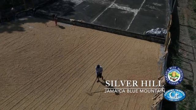 SILVER HILL - A Jamaica Blue Mountain coffee farm decreed by the Government of Jamaica since 1953. смотреть онлайн