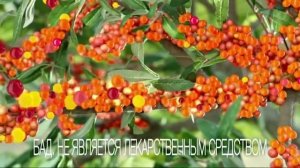 Реклама Витамишки с облепихой  новая 2016