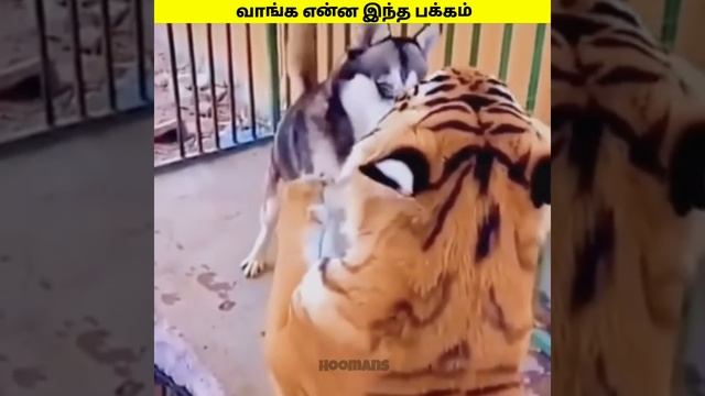 Siberian husky vs Siberian Tiger #shorts смотреть онлайн