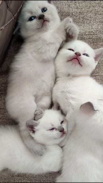 Малыши 12.07.2022.свободны к резерву. Редкие окрасы шотландских котят 🌺 смотреть онлайн