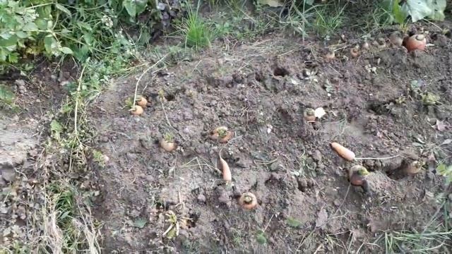 Уборка моркови. смотреть онлайн