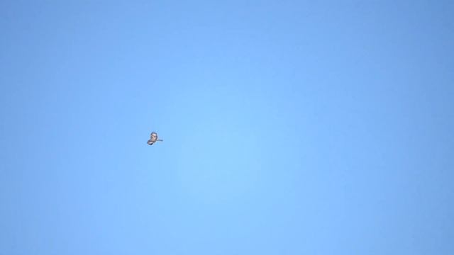 Зимняк смотреть онлайн