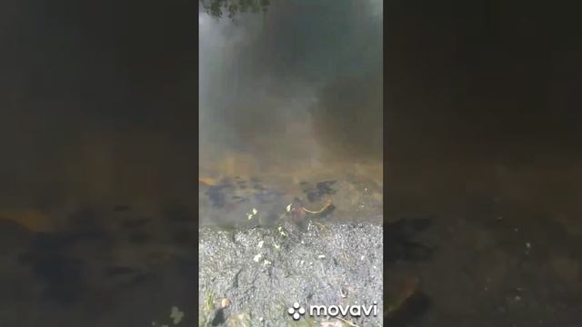 Сом канадский и его большая семья смотреть онлайн