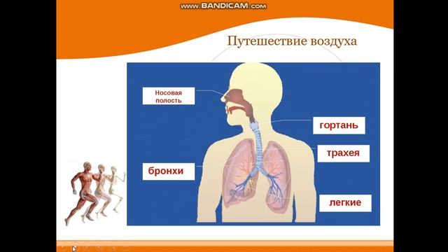 дыхательная система смотреть онлайн