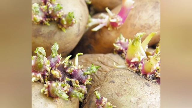 Чтобы картошка не росла в мешке смотреть онлайн