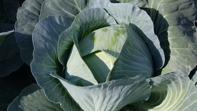 Гибрид капусты Агрессор F1 смотреть онлайн