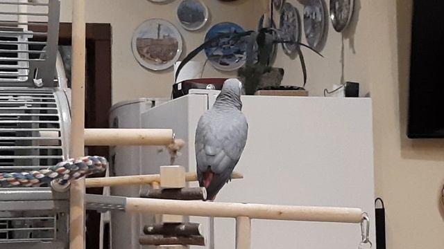 Попугай Жако Ники.mp4