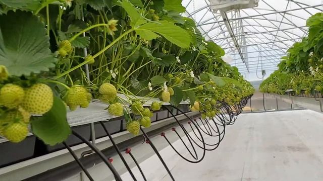 Клубника Тамбов Наша теплица выращивание клубники смотреть онлайн