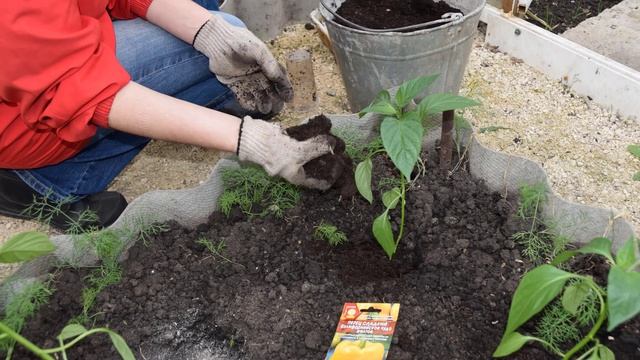 Посадка перца в теплицу из поликарбоната смотреть онлайн