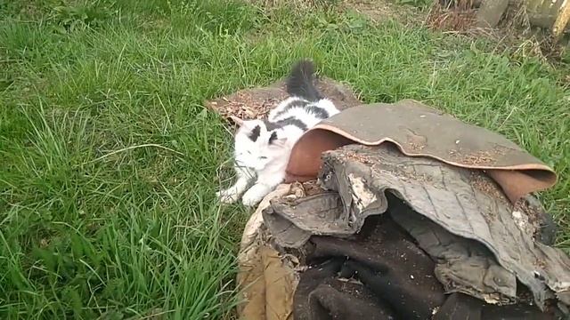 Веселая Кошка в цветах смотреть онлайн