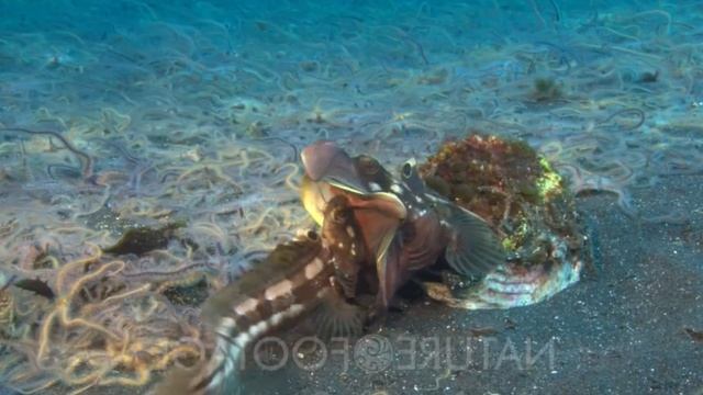 TOP 3 PEIXES MAIS BIZARROS DO OCEANO смотреть онлайн