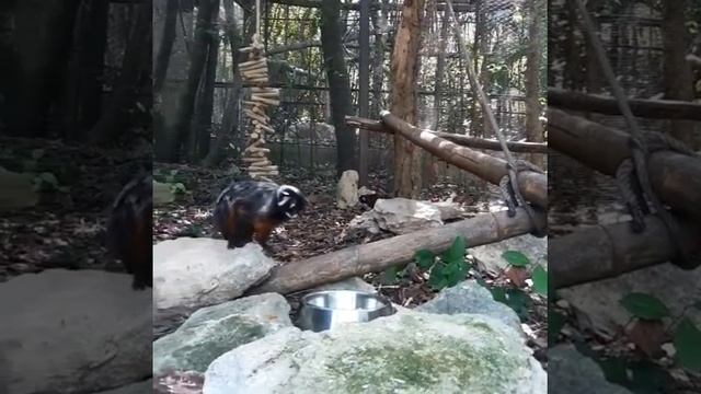 Tamarino dalle labbra bianche (Saguinus labiatus labiatus) смотреть онлайн