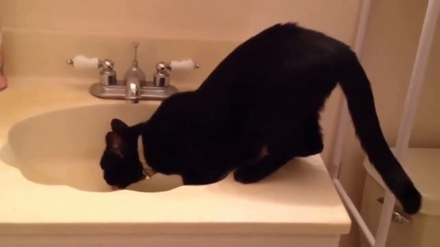 Кот и умывальник! смотреть онлайн