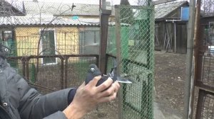 НИКОЛАЕВСКИЕ ГОЛУБИ АЛЕКСАНДРА ПОПОВА. ЕДЕМ В ГОСТИ В НОВОШАХТИНСК. NIKOLAEVSKIE PIGEONS.