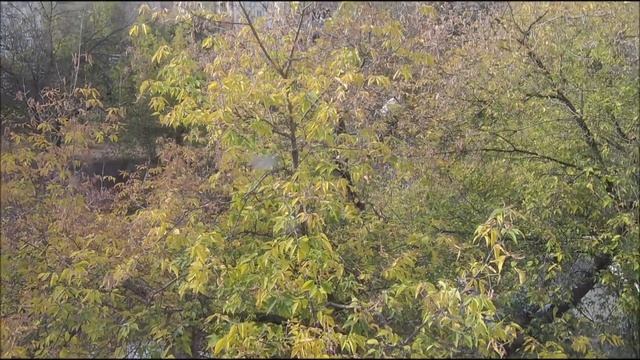 На рыбалку с Иванычем. Тест экшен камеры AKASO V 50 ELITE. смотреть онлайн