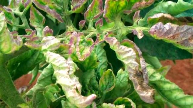 БОЛЕЗНИ помидор. Фитофтора и др смотреть онлайн