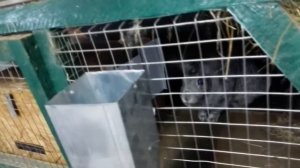 Клетки для кроликов своими руками - второй вариант