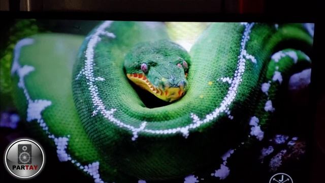 Last SIRIUS 'A' Sneak Peek...Low Light Lusciousness 🤩 смотреть онлайн