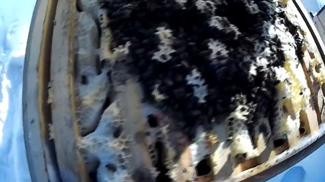 КАК ЗИМОВАТЬ ПЧЁЛАМ? ВСЁ-ТАКИ НА СЕТКЕ ИЛИ НА ГЛУХОМ ДНЕ? - ПЧЕЛОВОДСТВО С НУЛЯ смотреть онлайн