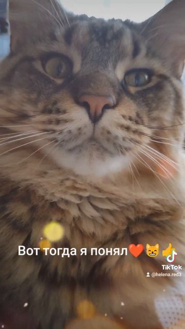Тогда я понял, кто такая сильная женщина🤔🐱❤️ смотреть онлайн