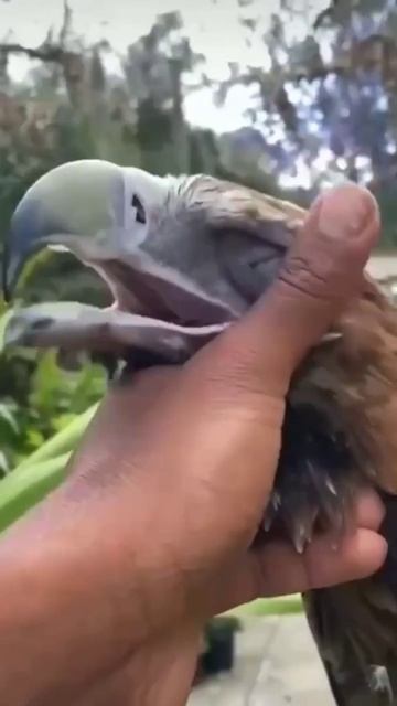 Беркут🦅 может жить рядом с человеком.Но люди должны быть осторожными, чтобы птицы не бросили гнездо смотреть онлайн