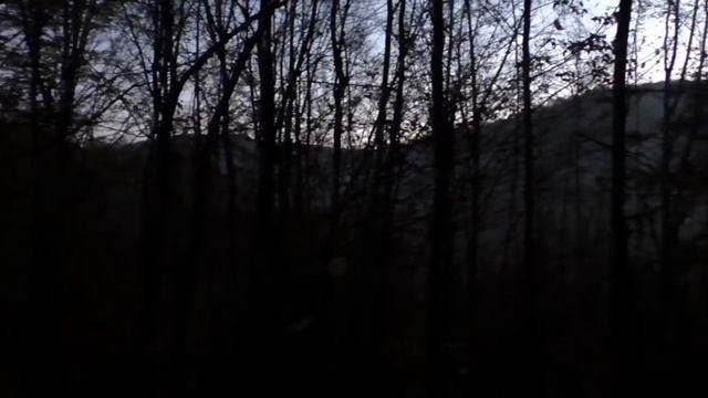 ФУТАЖ НОЧЬ В ЛЕСУ смотреть онлайн