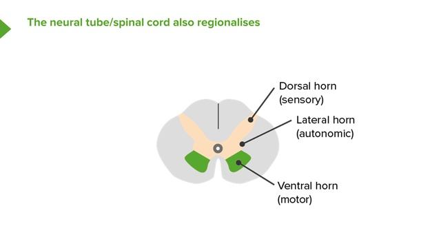 08. Neurulation смотреть онлайн