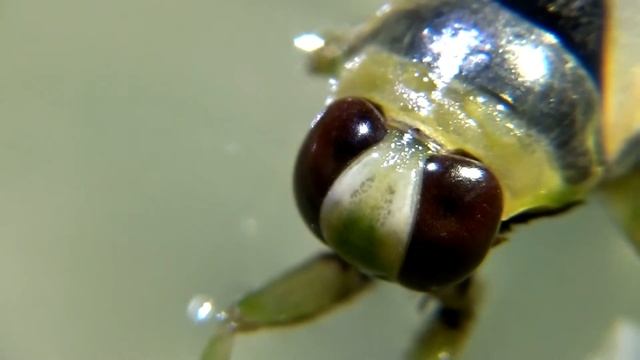 NOTONECTA GLAUCA