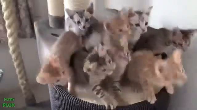 Кошки смешинкы смотреть онлайн