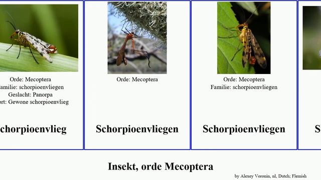 Insekt, orde Mecoptera helena insect Schorpioenvliegen Yung Zuidelijke Duitse Logos Your Love смотреть онлайн