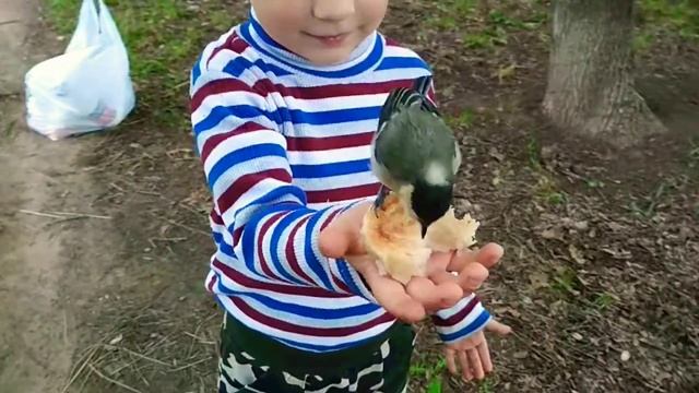 Самая смелая птичка. Синичка отобрала булочку у ребенка! смотреть онлайн