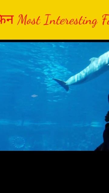 shark jump डॉल्फिन Most Interesting Top 10 Facts #Shorts #trending।By School study knowledge смотреть онлайн