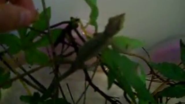 trioceros jacksonii xantholophus di 3 mesi mangia tarme смотреть онлайн