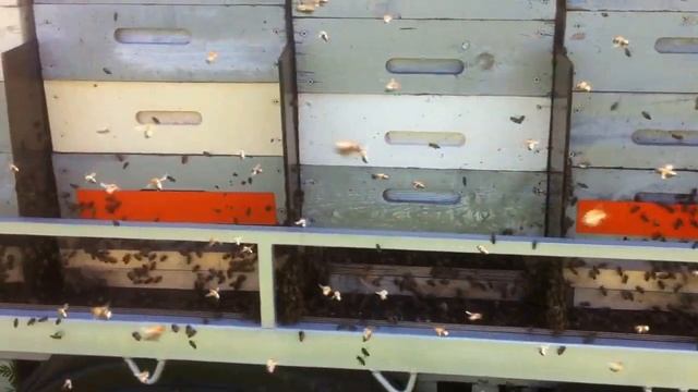 Пчёлы на кочёвке смотреть онлайн