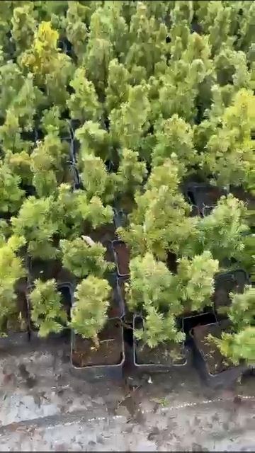 Контейнерная площадка хвойных из Европы 19.02.24 смотреть онлайн