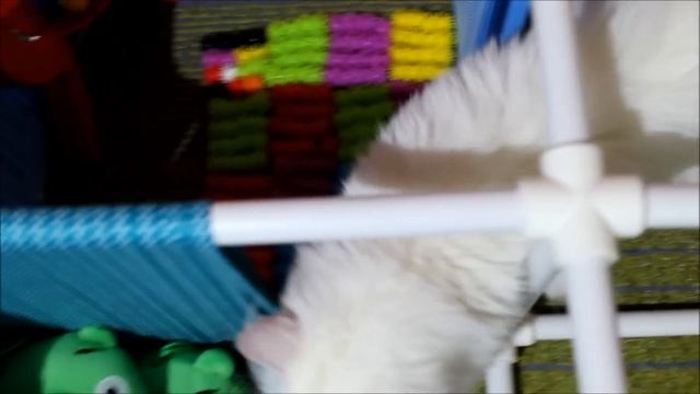 Гога и полоса препятствий с КОЛЮЧКАМИ и ОРБИЗАМИ 😺 Лабиринт #8 для кошек 😺 \ LizaTube смотреть онлайн