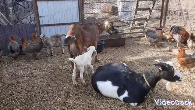 🥫Экономим время с помощью заготовок. 🐓Убирае петухов. смотреть онлайн