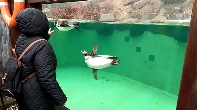 Веселые пингвины Гумбольта смотреть онлайн