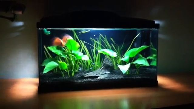 Discus Pigeon Red Tiger eating time смотреть онлайн