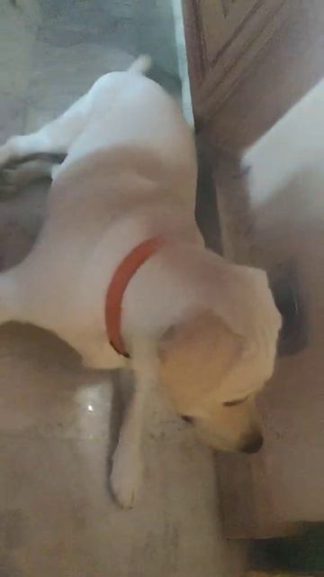 #labrador #simba alertness even while sleeping смотреть онлайн
