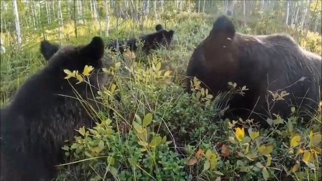 В ПАМЯТЬ О МИХАИЛЕ ЮРЬЕВИЧЕ. МЕДВЕДЯМ ЗАПРЕТИЛИ ХОДИТЬ ЗА БРУСНИКОЙ смотреть онлайн
