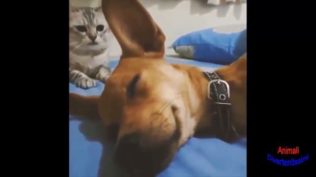 Один из лучших собак, кот смотреть онлайн