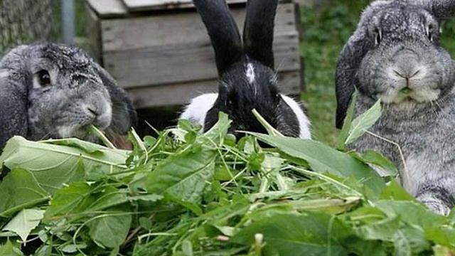 Можно ли кролику щавель смотреть онлайн