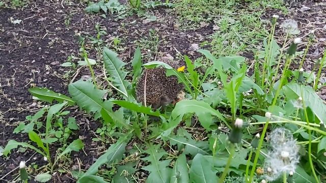 #ёжик отжимает корм у #белохвостыйорлан Хрюня 🤣🤣🤣 #морталкомбат отдыхает 🤘🤘🤘 hedgehog eagle hunting смотреть онлайн