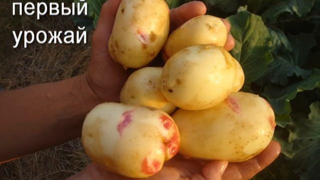 Картофель под соломой 2015 год смотреть онлайн